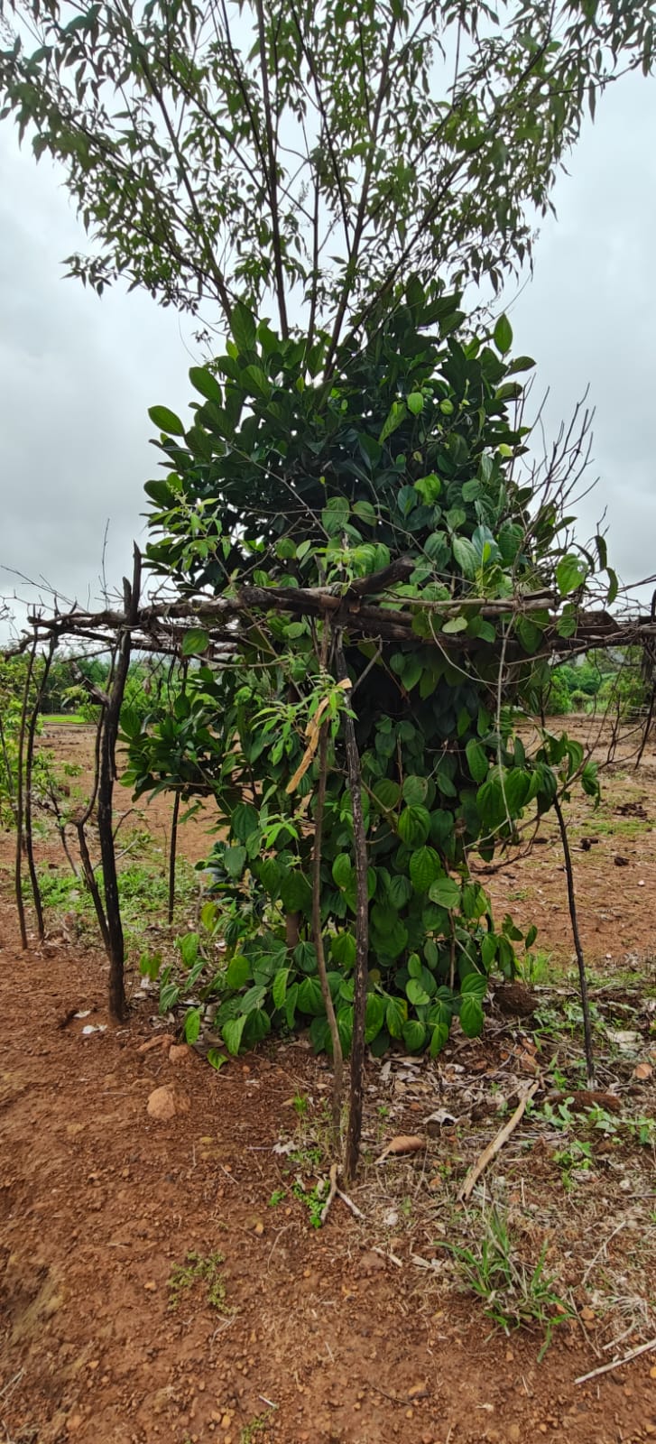 Farm plant: WhatsApp Image 2026-07-27 at 12.25.15 (3).jpeg